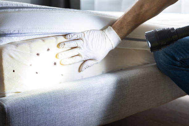 Best Bed Bug Extermination  in Wilton, CA